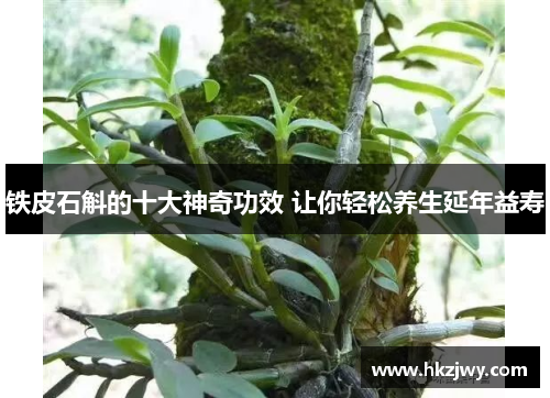 铁皮石斛的十大神奇功效 让你轻松养生延年益寿