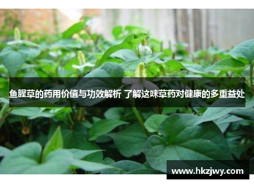 鱼腥草的药用价值与功效解析 了解这味草药对健康的多重益处